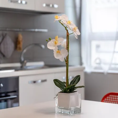 Apartment Confortevole Alghero